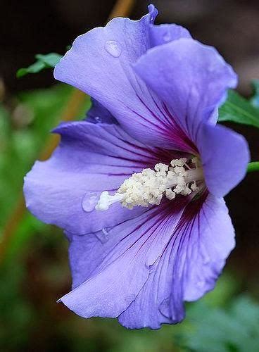 Blue Rose Of Sharon Rbotanicalporn