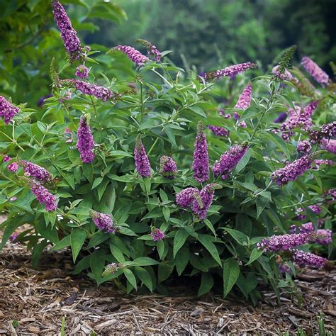 Lo And Behold Pink Micro Chip Butterfly Bush The Tree Center