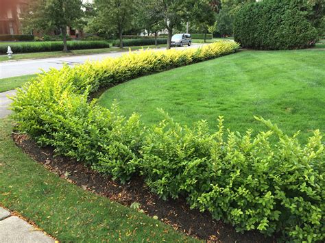 These bushes are ultra resistant to cold weather and snow making them. Caring for Hedges | Bobbie's Green Thumb