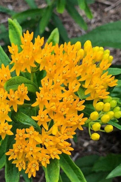 34 Amazing Yellow Perennials For A More Beautiful Garden Yellow