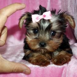 Find cockapoo puppies and dogs for adoption today! Teacup Shorkie Puppies for Sale in Kailua, Hawaii ...