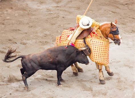 Animal Rights Groups: What Are They and What Do They Do