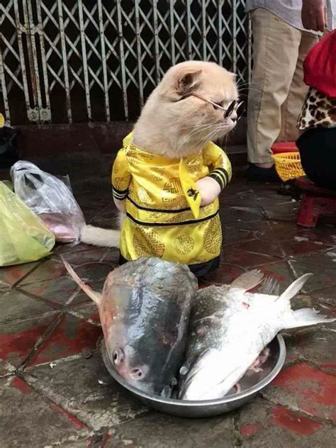 Cat In Clothes Is A Fishmonger With A Couple Legs Up On