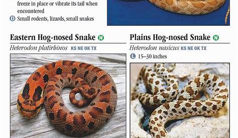 poisonous snakes in oklahoma chart