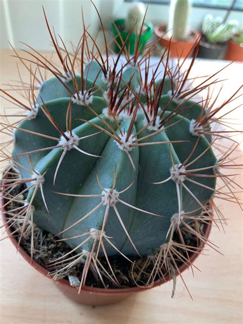 Different Types Of Cactus Plants For Your Home Jo Plants