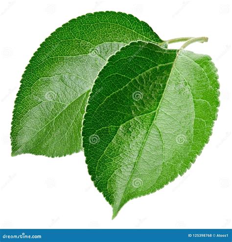 Green Apple Leaf Isolated Stock Photo Image Of Botany 125398768