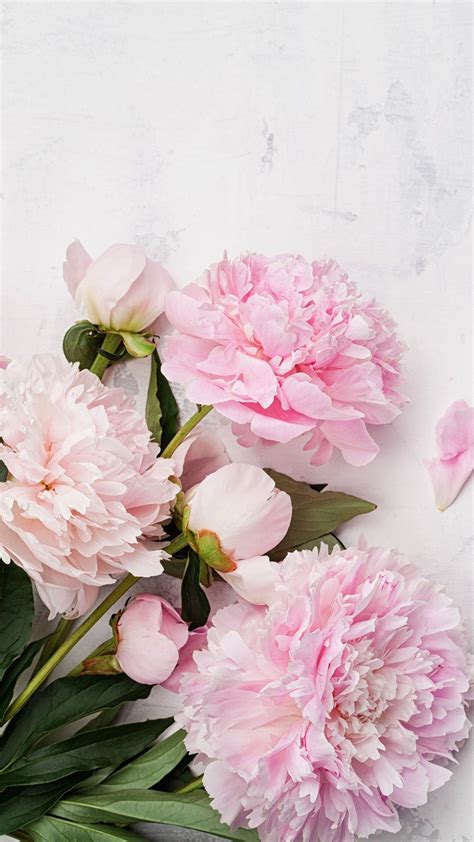 Iphonewallpapers Peony Wallpaper Pink Flowers Beautiful Flowers