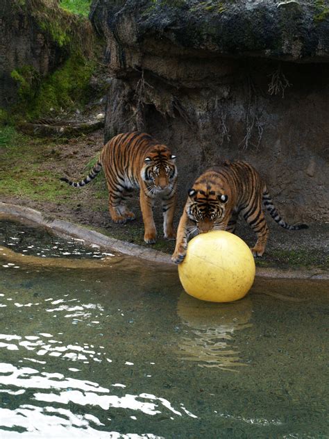 Tigers With Toy Emma Vaincourt Flickr