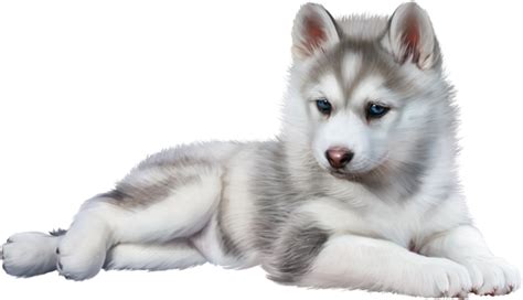 We did not find results for: Baby Wolf PNG Transparent Baby Wolf.PNG Images. | PlusPNG