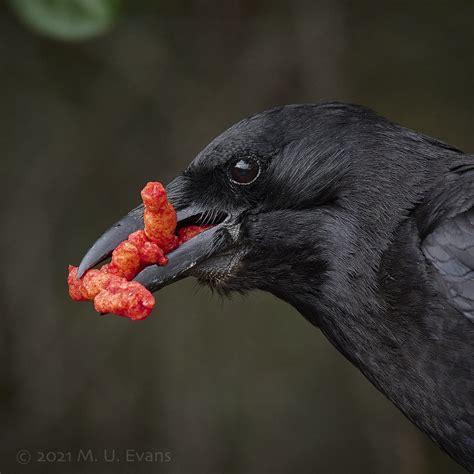 Fiery Snack American Crow Corvus Brachyrhynchos Flickr