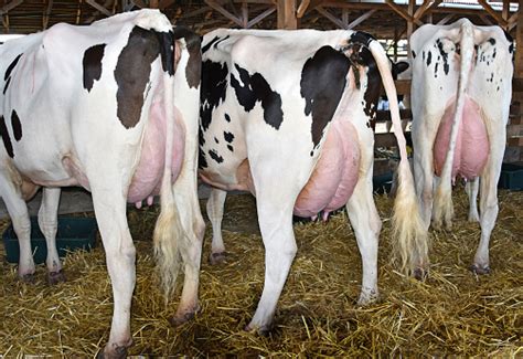 Cows With Large Udder Stock Photo Download Image Now Istock