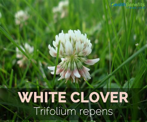 White Clover Facts And Health Benefits