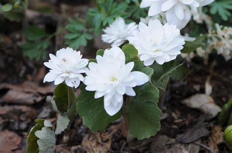 Double Flowered Bloodroot Sanguinaria Canadensis Multiplex Plants