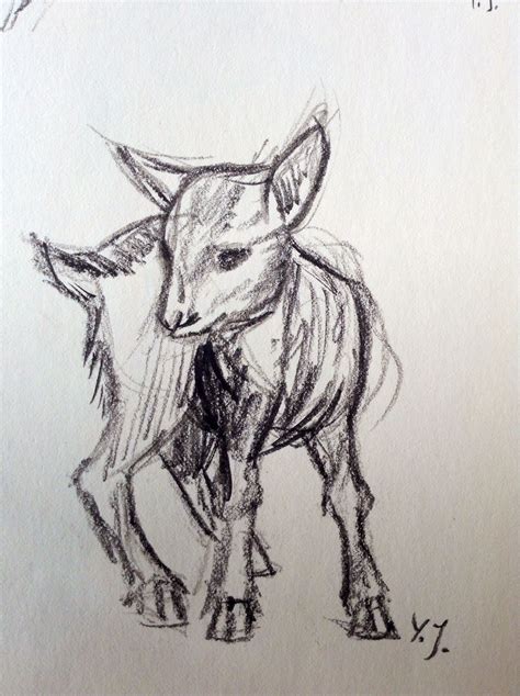 Quick Sketch Of A Baby Goat By Yenthe J Tekenen Dieren Schetsboek