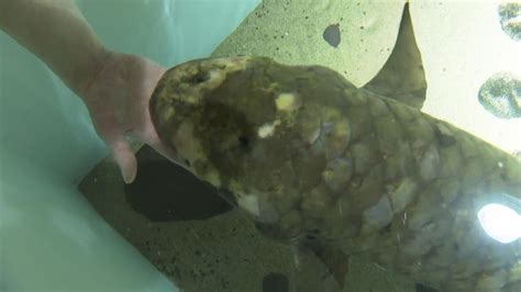 Meet Methuselah The Worlds Oldest Aquarium Fish Inside Edition