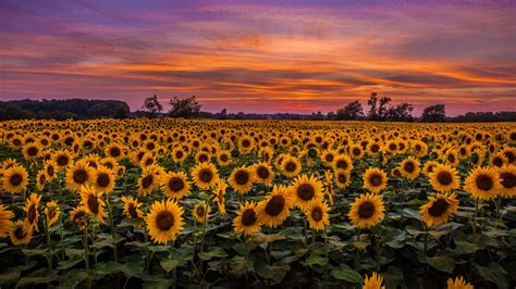 Download Wallpaper 1366x768 Sunflowers Field Sunset Sky