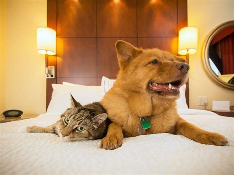 Best Pet Friendly Luxury Resorts In The Us