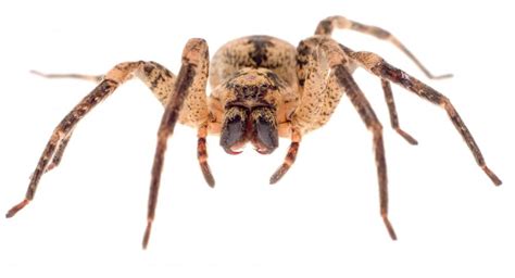 How Dangerous Is A Wolf Spider Bite With Pictures