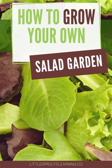 How To Grow Your Own Salad Garden Little Sprouts Learning