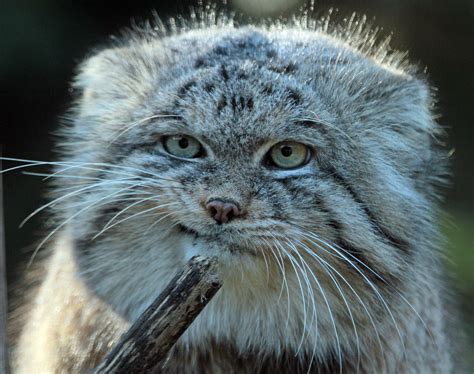 The Ultimate Guide To The Pallas Cat Bone And Yarn