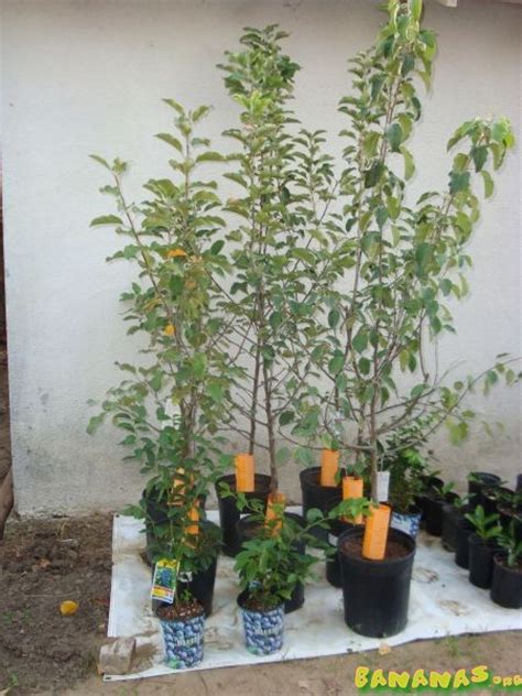 Ultra dwarf fruit trees this morning, erick surprised me with three amazing ultra dwarf fruit trees. It's Fall Sale Time! What's On Sale Where You Live ...