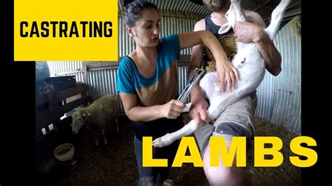 Day 183 Castrating Lambs And Reuniting A Lamb And Mum Youtube