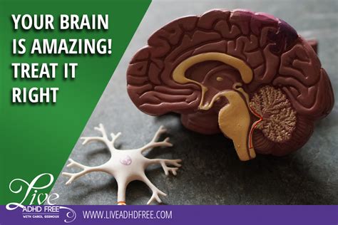 Your Brain Is Amazing Treat It Right Live Adhd Free