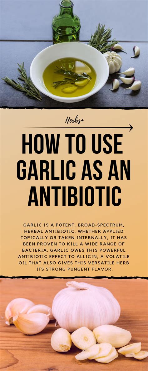 Garlic Is A Potent Broad Spectrum Herbal Antibiotic Whether Applied