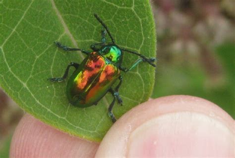 Iridescent Beetle Bay City Michigan Chrysochus Auratus Bugguidenet
