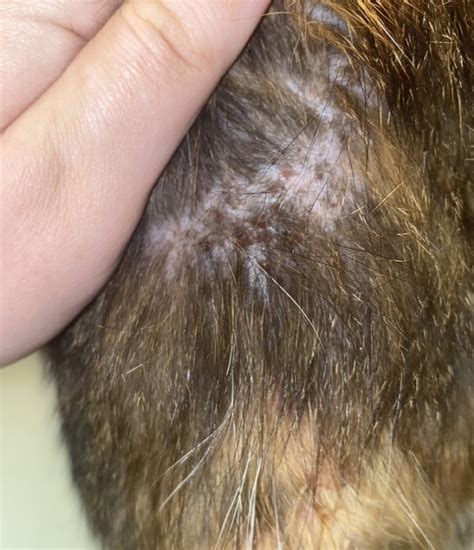 Cat Scabs On Neck And Hair Loss Amenable Blogger Gallery Of Images