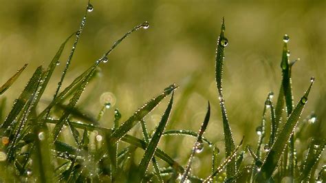 4k Morning Dew Wallpapers High Quality Download Free