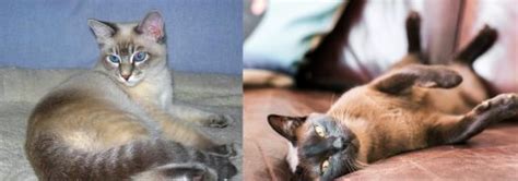Tiger Cat Vs Burmese Breed Comparison Mycatbreeds