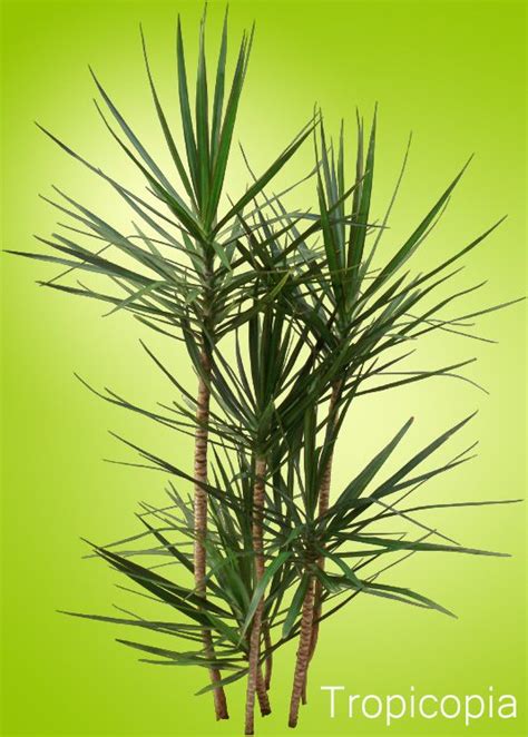 Dracaena deremensis, dracaena steudneri, dracaena marginata, dracaena fragrans (see below for available varieties) there are approximately 120 species of dracaena trees and shrubs. Dracaena Marginata - HousePlant Care Tips - HousePlant411 ...