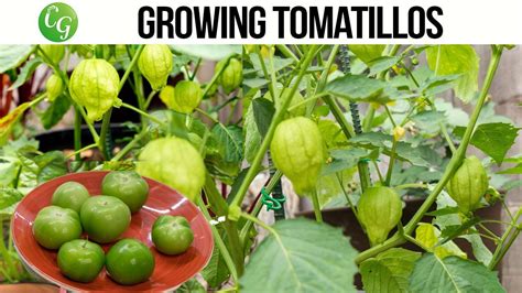 Learn How To Grow Great Tasting Tomatillos Easily In Your Garden We