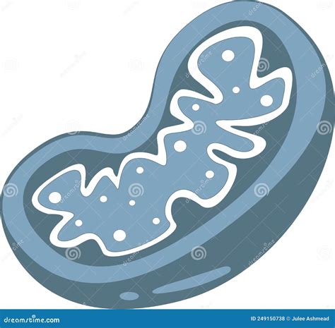Mitochondria Vector Illustration Graphic The Powerhouse Of The Cell