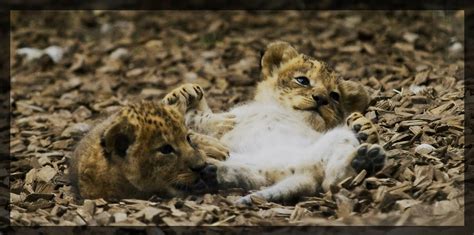 Beautiful Photos Of Lion Cubs You Must Not Miss Utterly Cute Yet