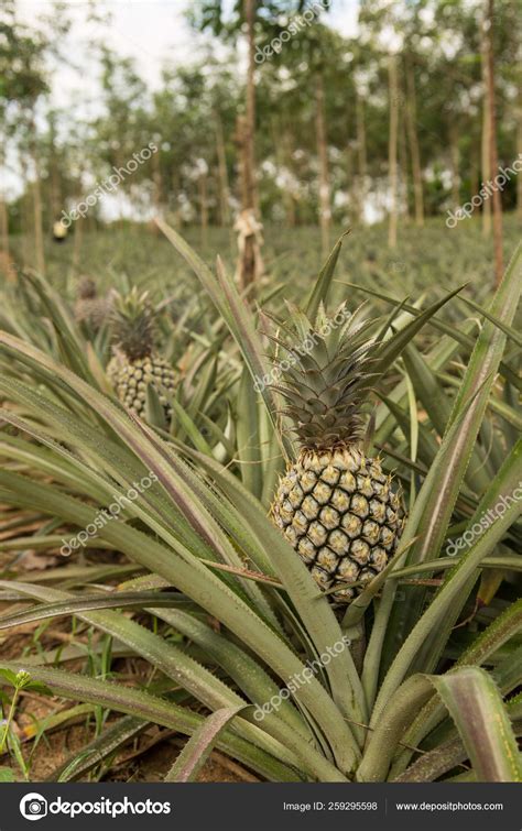 Pineapple Plant Tropical Fruit Growing Farm Thailand Stock Photo By