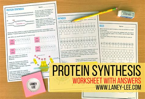 Mrna and transcription worksheet review worksheet answer key covering ib biology content on transcription and translation this worksheet. Trna And Mrna Transcription Worksheet With Answer Key ...