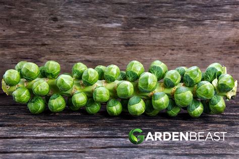 How To Plant And Grow Brussel Sprouts Complete Guide