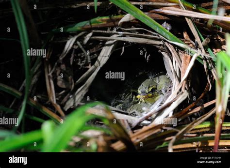 Wood Warbler Chick In The Nest Stock Photo Alamy