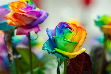 10 Colored Roses You Can Grow