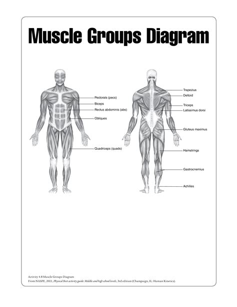 Muscle Chart Back Back Muscles Exercise Weight Training Chart