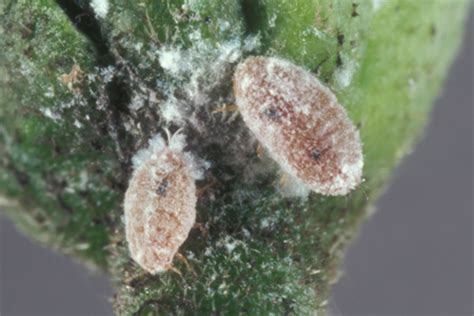 Residential pest, mosquitoes, ants, termites treatments, rodents, fleas, spiders, bees and wasps, stinging insects, ticks, palmetto bugs & commercial pest. Pink Hibiscus Mealybug Control Tips | How to Prevent Pink ...