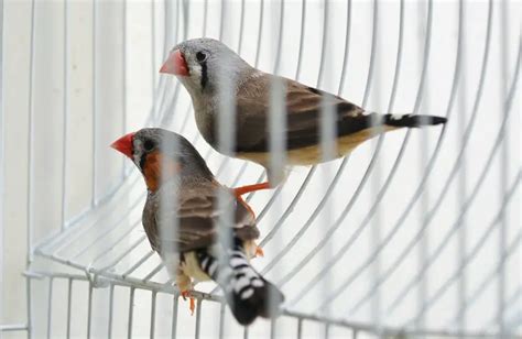 Fiches As Pets Pros And Cons Do Finches Make Good Pets