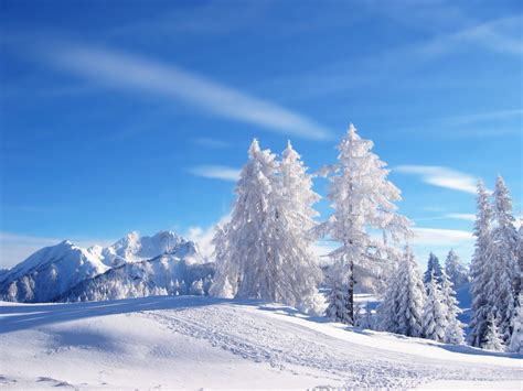 Download Besplatne Slike I Pozadine Za Desktop Snijeg U šumi Zima