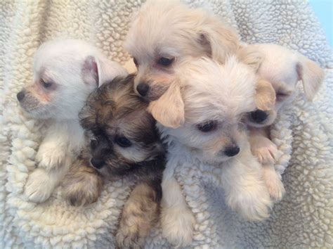 Chi Chon Bichon Frise Chihuahua Mix Info Care Puppies Pictures