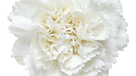 The Real Reason White Carnations Are The Official Flowers Of Mothers Day