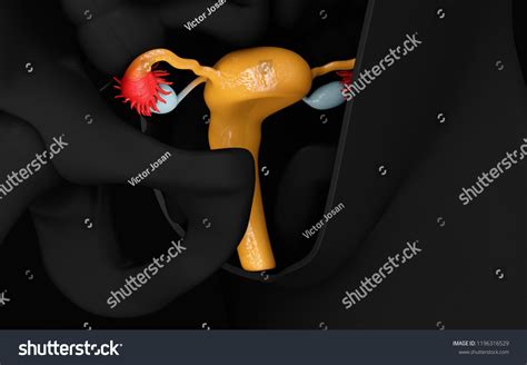 Reproductive Organs Woman Female Genitalia 3d Stock Illustration 1196316529 Shutterstock