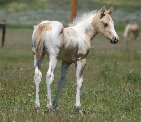 Love Palomino Paints Cute Baby Horses Cute Horses Horses