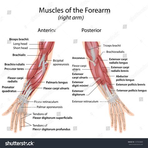 The lower half of the front of the humerus including both the anteromedial and anterolateral surface and the anterior border insertion: Muscles Forearm Anterior Posterior View Stock Illustration ...